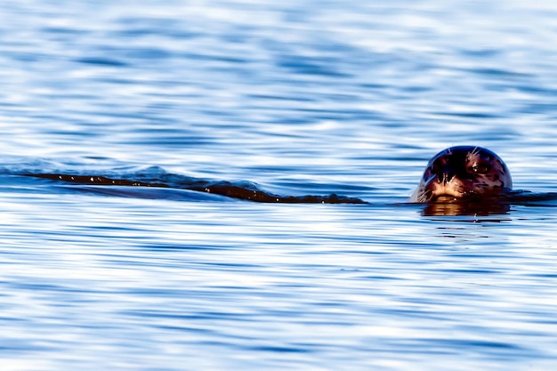 Foto hombre nadando en el agua