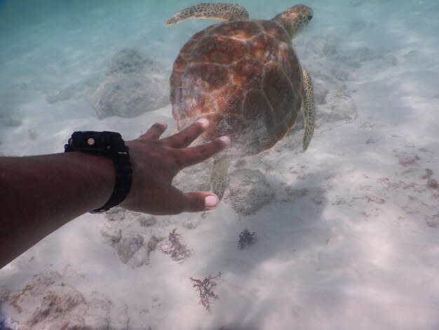 Foto hombre nadando en el mar