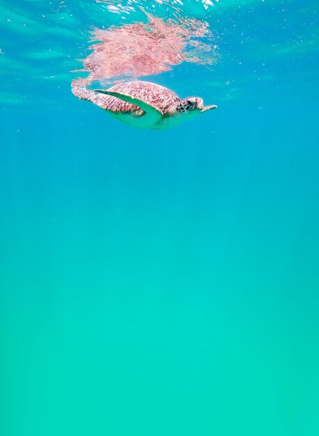 Foto hombre nadando en el mar