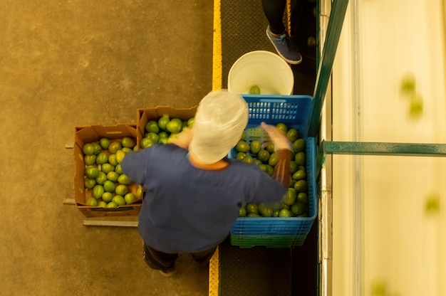 Un hombre en una nave industrial almacenando tomates en cajas de cartón después de pasar por el proceso de calidad