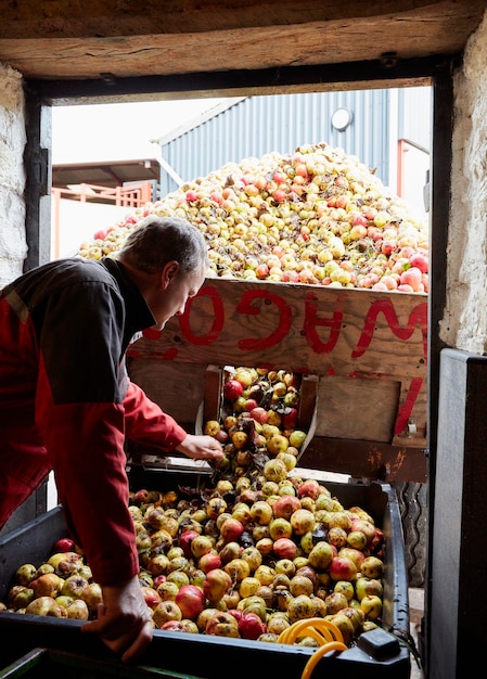 Un hombre de negocios de fabricación de sidra familiar cargando manzanas en una tolva