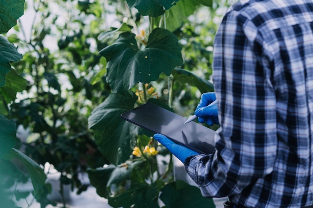 Un hombre de negocios futurista cultiva vegetales y cultivos usando tecnología moderna de IA usando sensores de temperatura y humedad de teléfonos móviles seguimiento de agua íconos de datos de datos holográficos de control climático