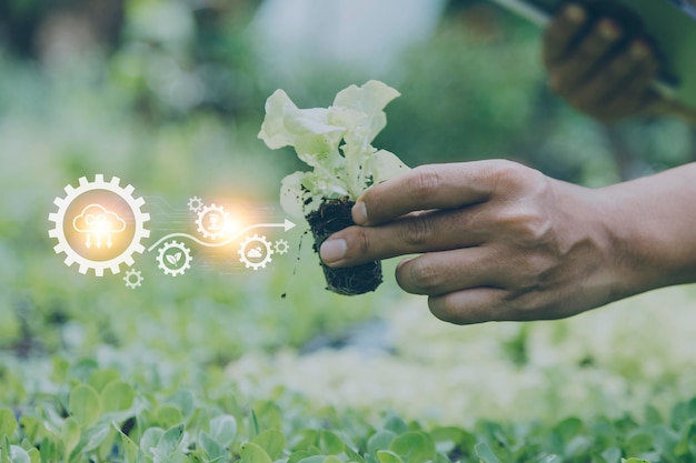 Un hombre de negocios futurista cultiva vegetales y cultivos usando tecnología moderna de IA usando sensores de temperatura y humedad de teléfonos móviles seguimiento de agua íconos de datos de datos holográficos de control climático