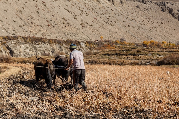 Hombre nepalés ara su campo con toros