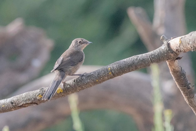 Hombre de la oruga sardina Sylvia melanocephala Málaga España