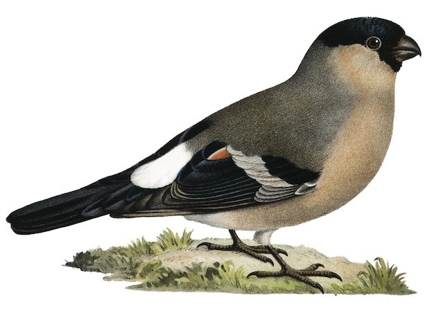 Hombre de pájaro bullfinch eurasiático png dibujado a mano