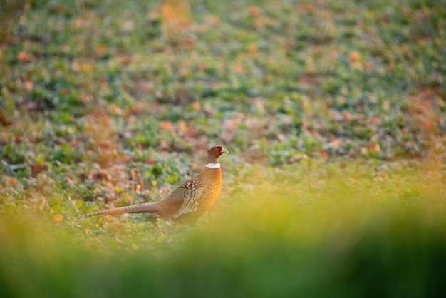 Hombre pájaro faisán en el prado