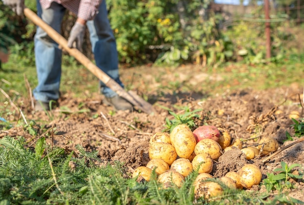 Foto un hombre con una pala cosecha patatas comida orgánica