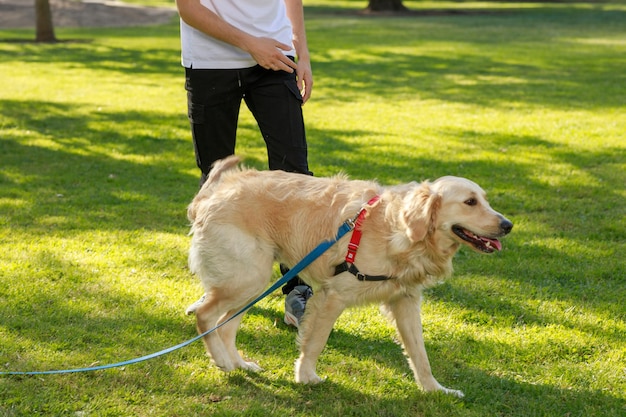 Un hombre paseando por el parque con su perro.
