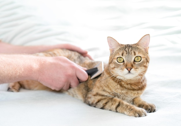 El hombre peina a un gato acostado en la cama