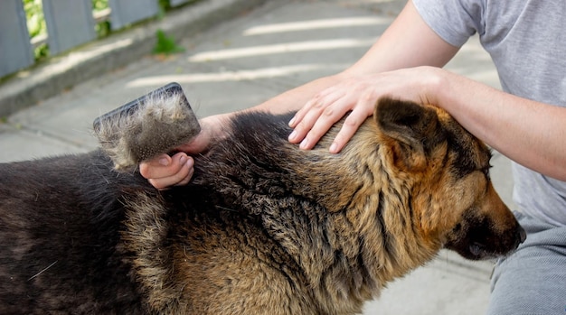 Un hombre peina la piel de un perro con un cepillo.