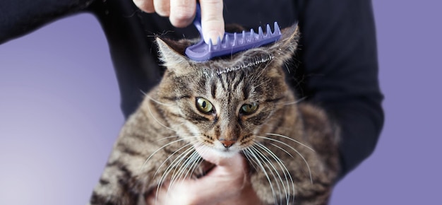 Un hombre peina la piel de su mascota gato gris con un cepillo aislado en un fondo muy peripúrpura. bandera