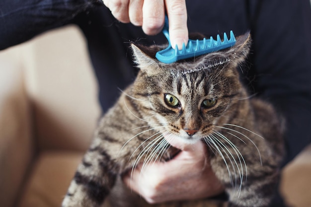 Un hombre peina la piel de su mascota gato gris con cepillo