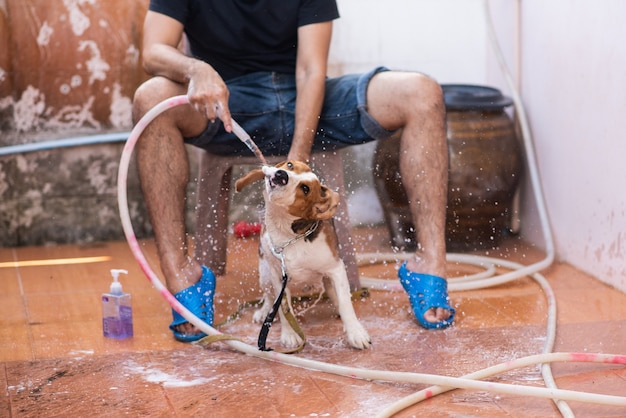 Hombre y perrito lindo beagle tomando una ducha