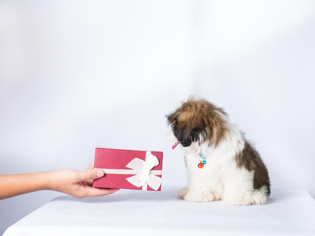 Foto hombre con perro