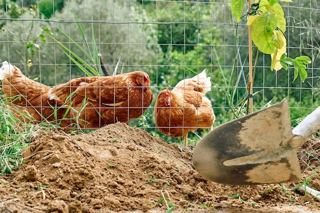 El hombre planta una planta trepadora de maracuyá cerca de un recinto de pollos.