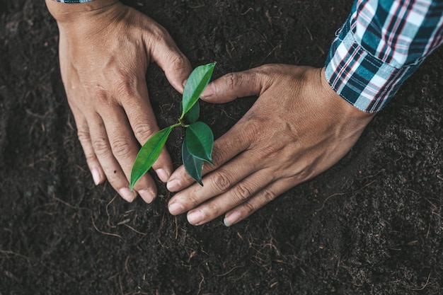 Foto un hombre está plantando árboles jóvenes en el suelo de un bosque tropical plantando un árbol de reemplazo para reducir el calentamiento global el concepto de salvar el mundo y reducir el calentamiento global