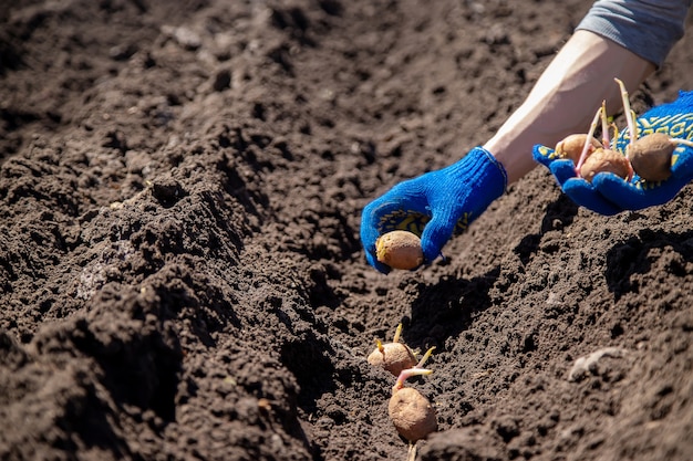 Hombre plantando patatas en el suelo