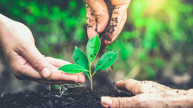 Hombre plantar una planta