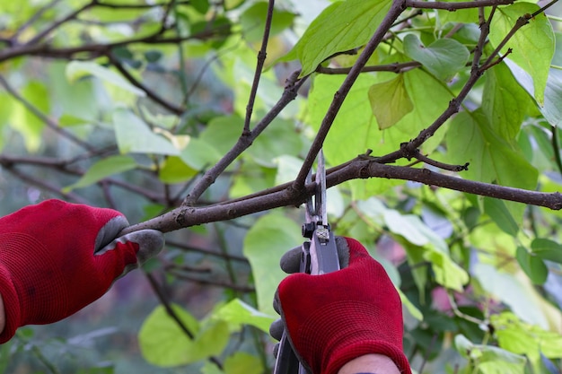 Hombre podando árboles con cortadoras en el jardín