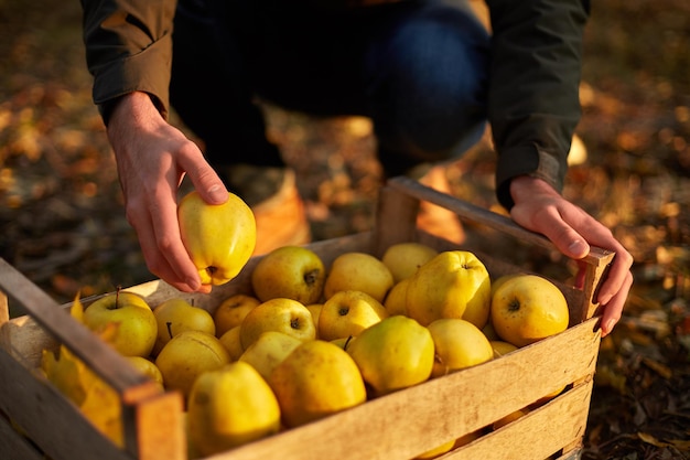 El hombre pone una manzana dorada madura amarilla en una caja de madera de color amarillo en el cultivador de la huerta que cosecha en