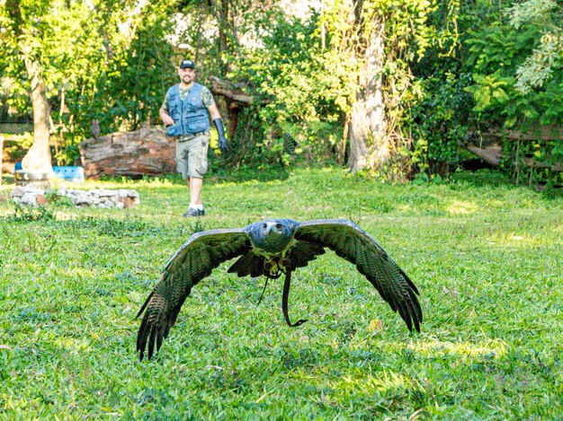 Hombre practicando cetrería con el buzzardeagle blackchested