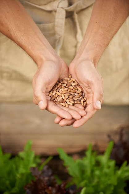 Hombre de primer plano y manos juntas con semillas para plantar crecimiento y desarrollo en el invernadero Persona masculina arrodillada y examinando granos para establecer el cultivo y la producción de verduras en el vivero