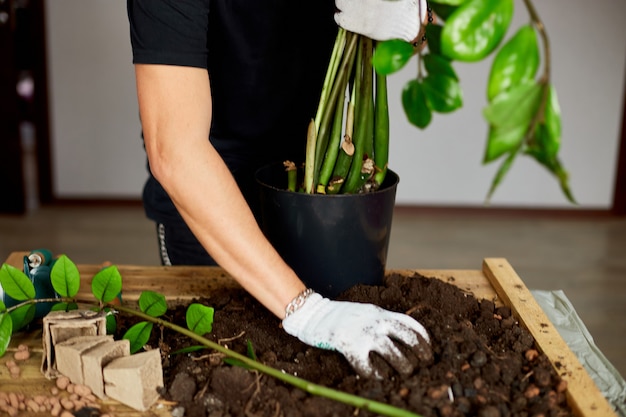 El hombre puso tierra en maceta negra con Zamioculcas en mesa de madera, trasplante de plantas de interior, pasatiempos y ocio, jardinería doméstica.