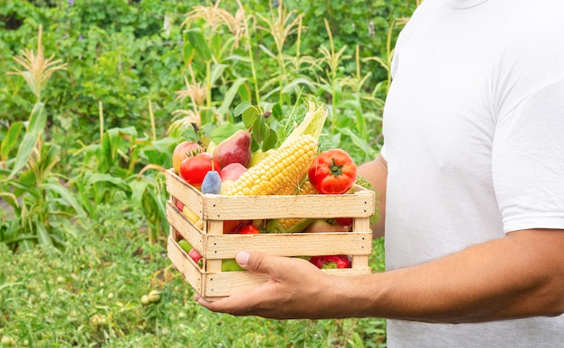 Hombre que sostiene frutas y verduras orgánicas frescas en caja de madera. Concepto de alimentación limpia