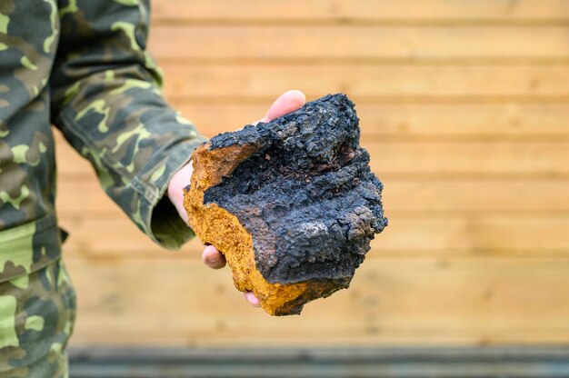 Hombre que sostiene un hongo Chaga