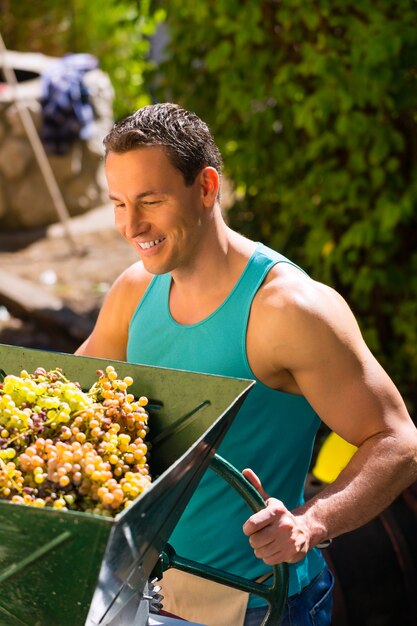 Hombre que trabaja con la cosechadora de uva