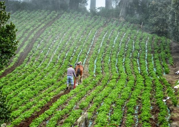 Hombre que trabaja en una granja