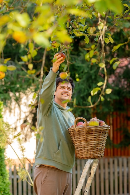 El hombre recoge manzanas en una canasta en el jardín