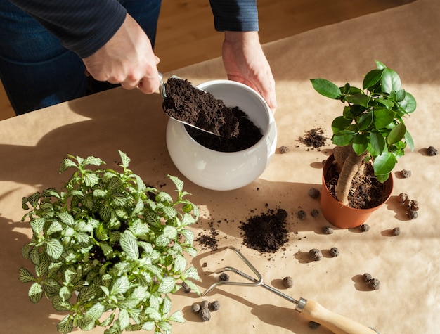 hombre reubicando planta de ficus