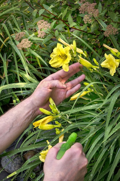 El hombre rocía flores en el jardín. Jardinero cuidando su jardín.