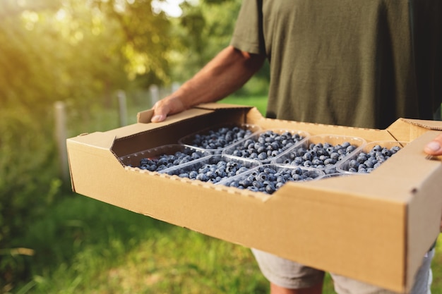 Hombre senior con caja con arándanos frescos cultivados