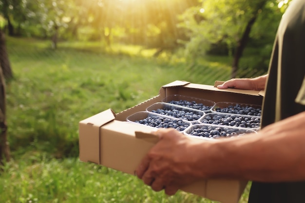 Hombre senior con caja con arándanos frescos cultivados