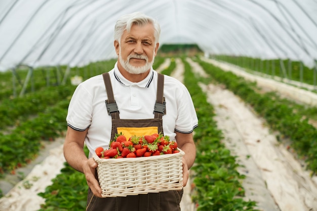 Hombre senior con canasta de fresas en invernadero