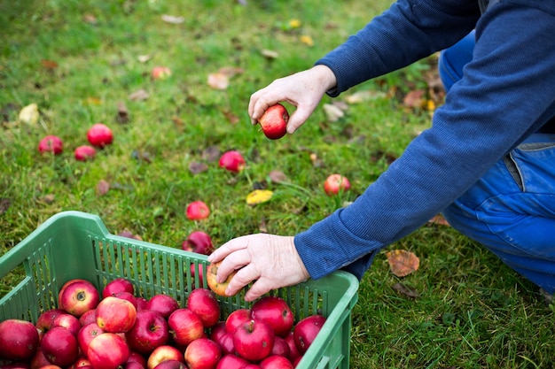 Hombre Senior cosechando manzanas durante el otoño