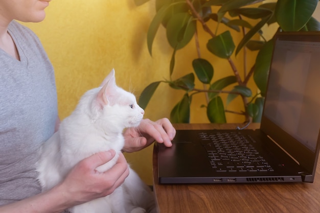 Un hombre se sienta en una mesa con un gato blanco en su regazo. Frente a él hay una mesa con una computadora portátil.