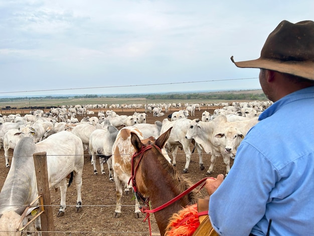 un hombre con un sombrero de vaquero está montando un caballo en un rebaño de ganado