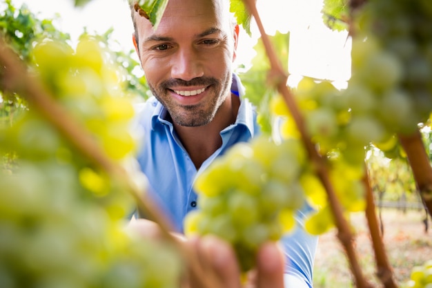 Hombre sonriente tocando uvas