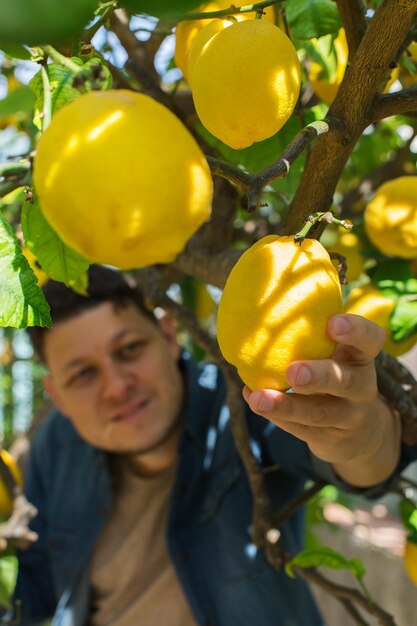 Hombre sosteniendo frutas en el árbol