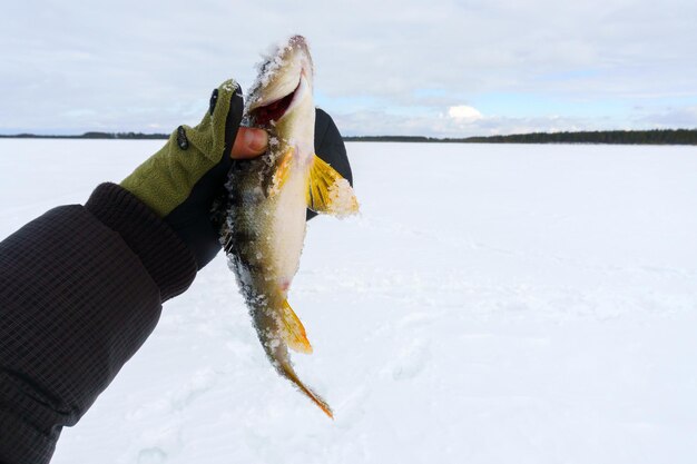 Hombre sosteniendo un pez en la nieve Aventura de pesca de invierno Copiar espacio