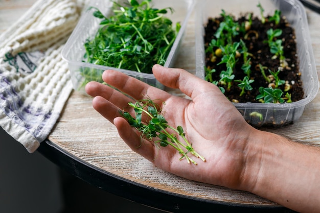 Un hombre sostiene brotes de microverdes de guisantes en su mano Guisantes pequeños y grandes en recipientes de plástico sobre una madera