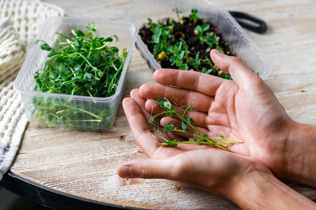 Un hombre sostiene brotes de microverdes de guisantes en su mano Guisantes pequeños y grandes en recipientes de plástico sobre una madera