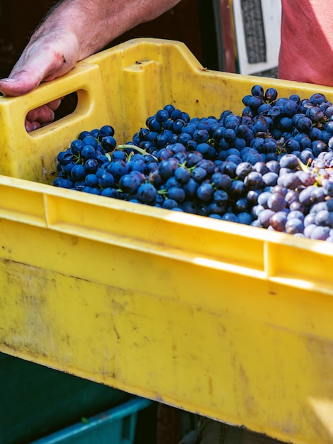 Un hombre sostiene una caja de uvas recién cosechadas. Cosecha para hacer vino o champaña.