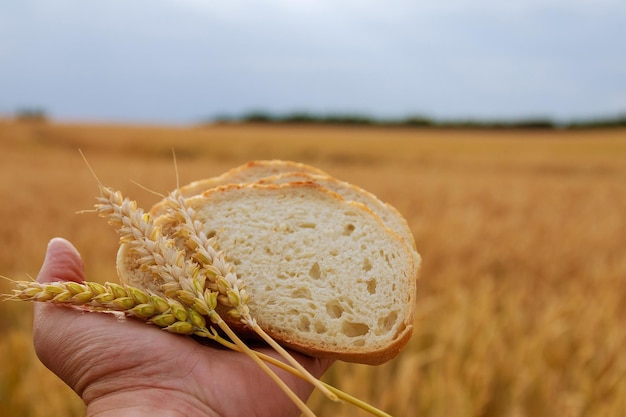 Foto un hombre sostiene espigas de pan y trigo sobre un fondo de campo de trigo y cielo