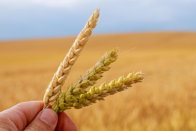 Foto el hombre sostiene espigas de trigo sobre un fondo de campo de trigo y cielo