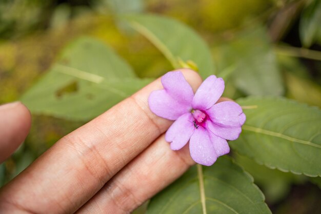 El hombre sostiene una flor rosa con un fondo de jardín y un cielo azul